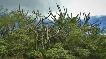 Conservación Regional Bosques Secos Interandinos de Cutervo3-sernanp