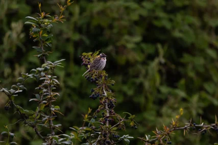 Ave-Rontoccocha-Diego-Perez-SPDA