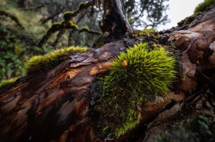 Uncas-Rontoccocha-Diego-Perez-SPDA2