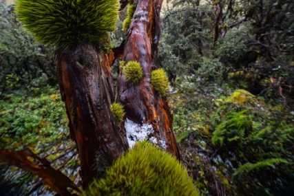 Uncas-Rontoccocha-Diego-Perez-SPDA4