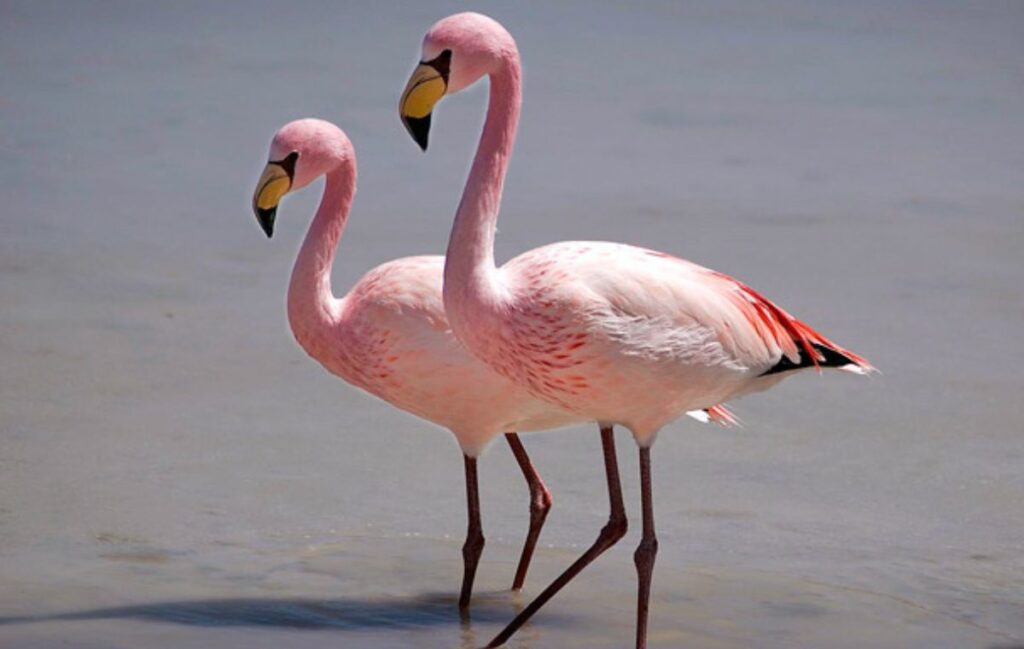 Parina de james. Foto: Aves del Perú