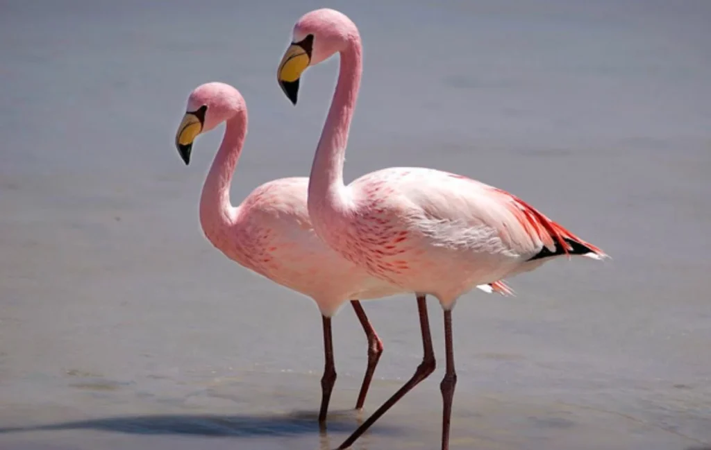 Parina de james. Foto: Aves del Perú