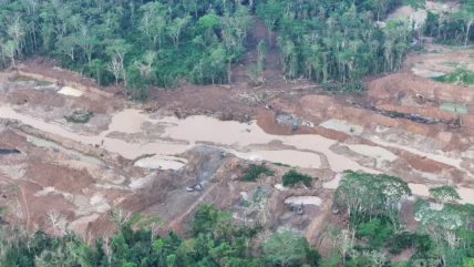 mineria panguana-acp panguana2