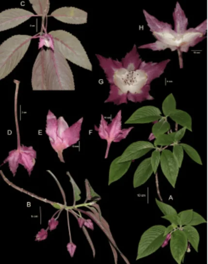 Fotografia de Rocio Rojas