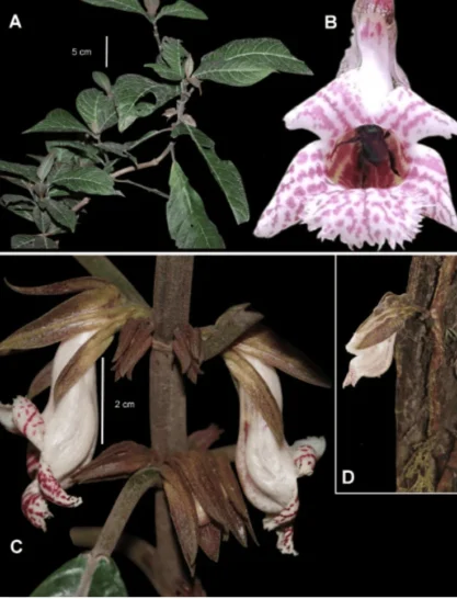 Sernanp_nuevas especies_Fotografia de Rocio Rojas y Julio Giraldo