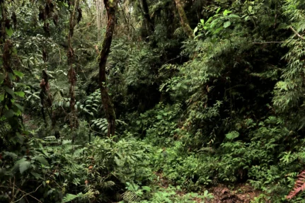 Huamantanga-y-Chorro-Blanco-sernanp6