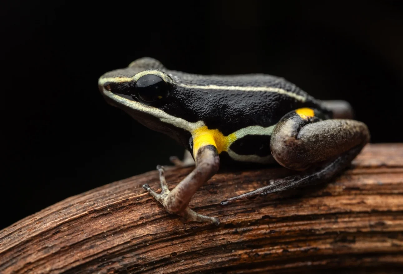 Allobates cf. femoralis-loreto-diego perez-spda