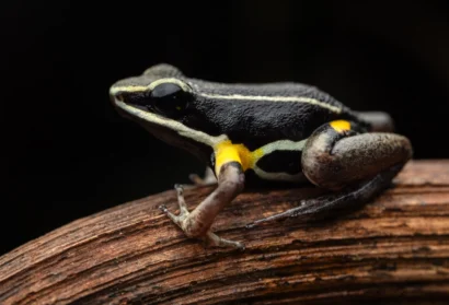 Allobates cf. femoralis-loreto-diego perez-spda
