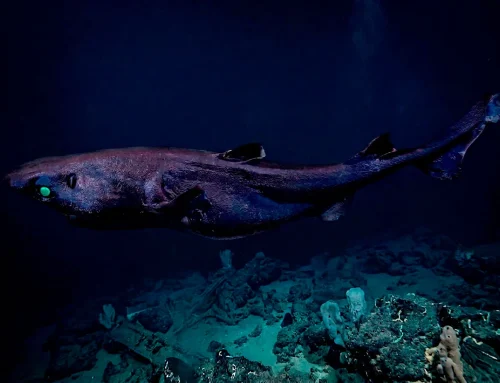 Registran por primera vez al tiburón linterna de ojos pequeños en las profundidades del mar peruano