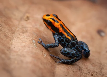 Ranitomeya reticulada-allpahuayo mishana-diego perez-spda