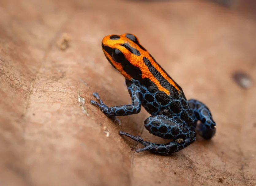Ranitomeya reticulada-allpahuayo mishana-diego perez-spda